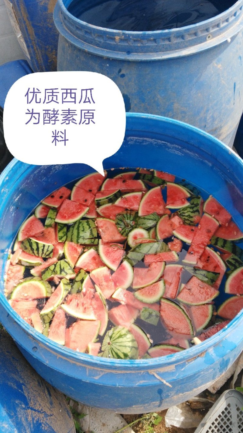 潍县萝卜，水果萝卜