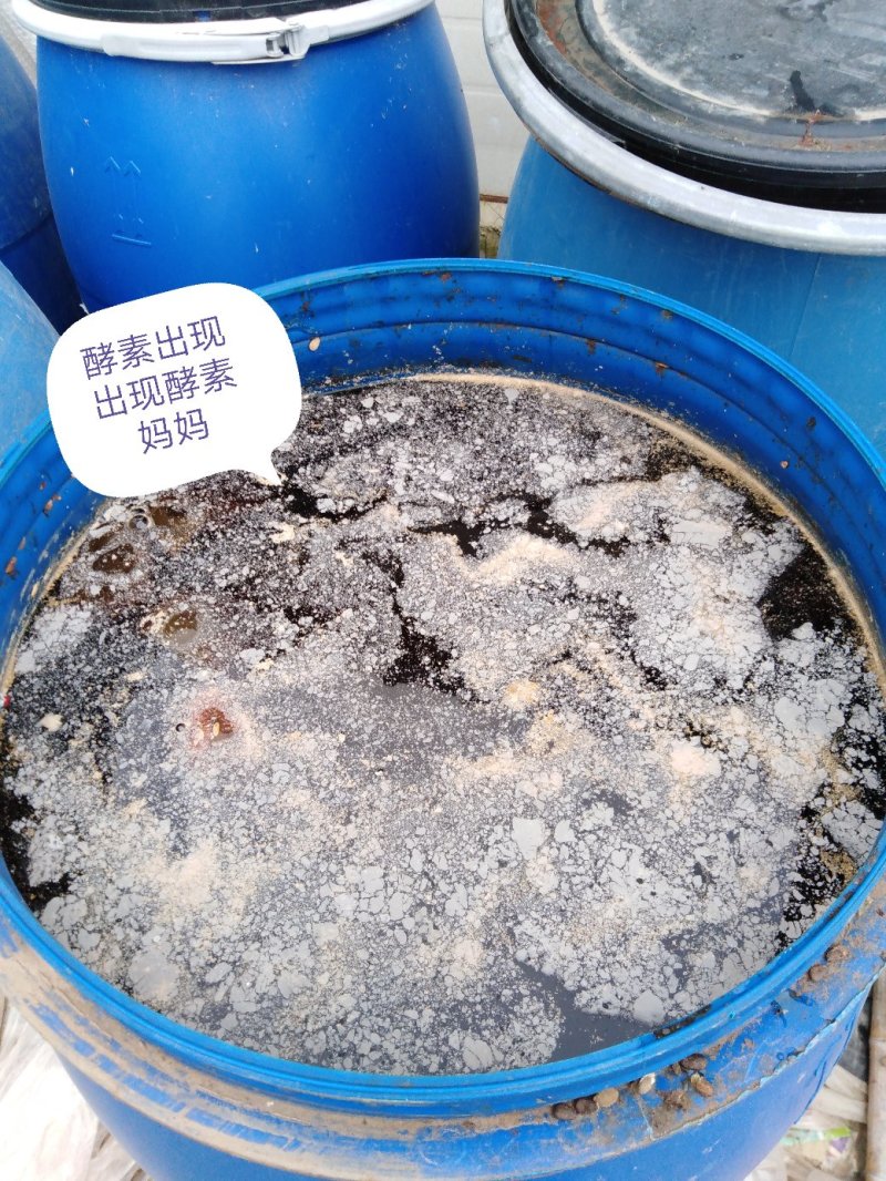 潍县萝卜，水果萝卜