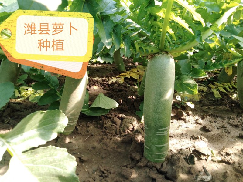 潍县萝卜，水果萝卜