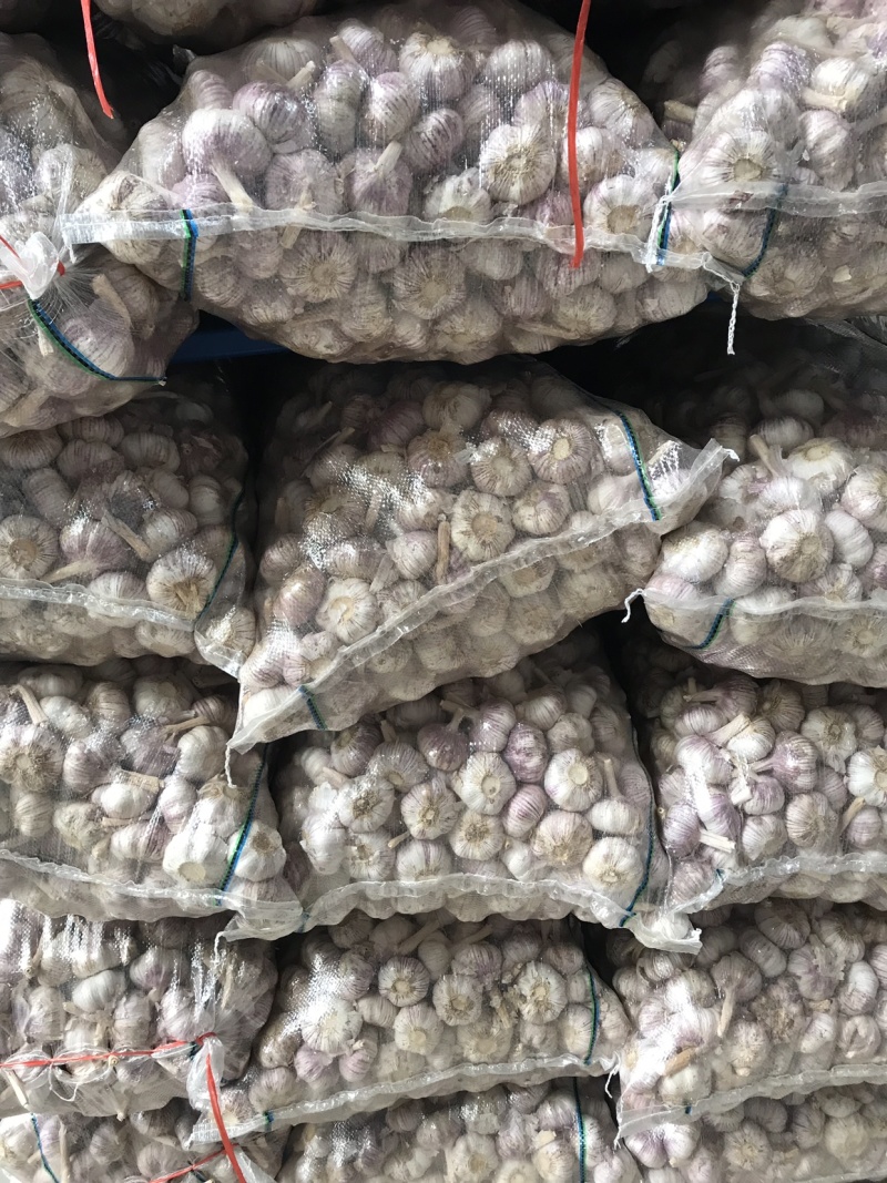常年供应金乡大蒜太空蒜杂交蒜红皮大蒜加工各种规格大蒜
