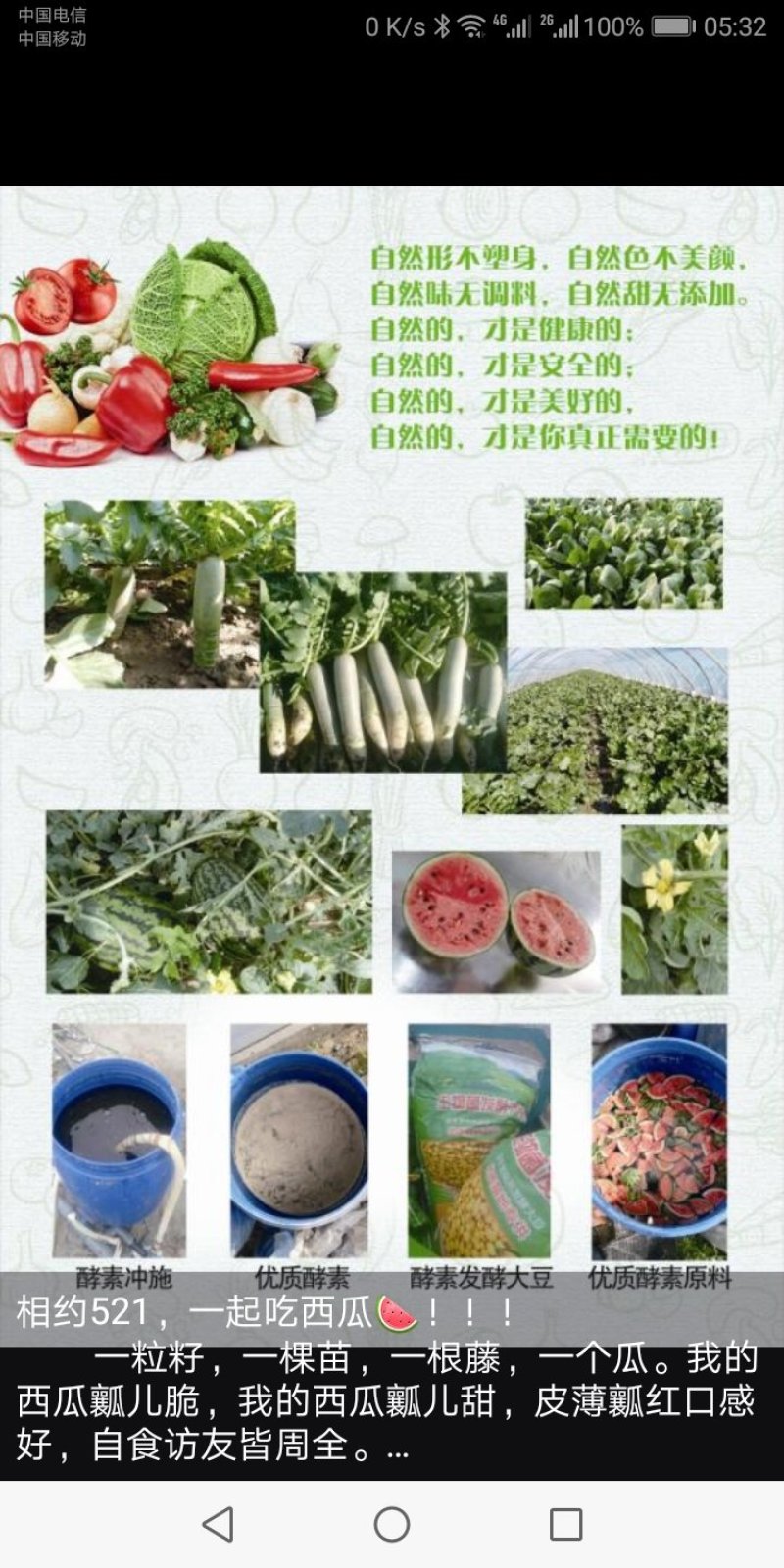 潍县萝卜，水果萝卜