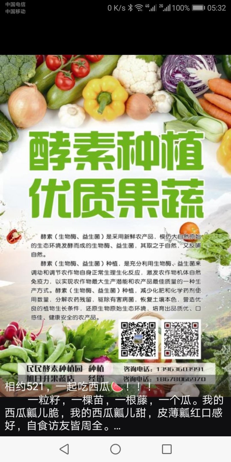 潍县萝卜，水果萝卜
