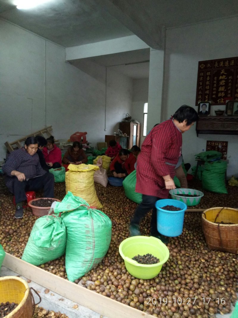 山茶仔