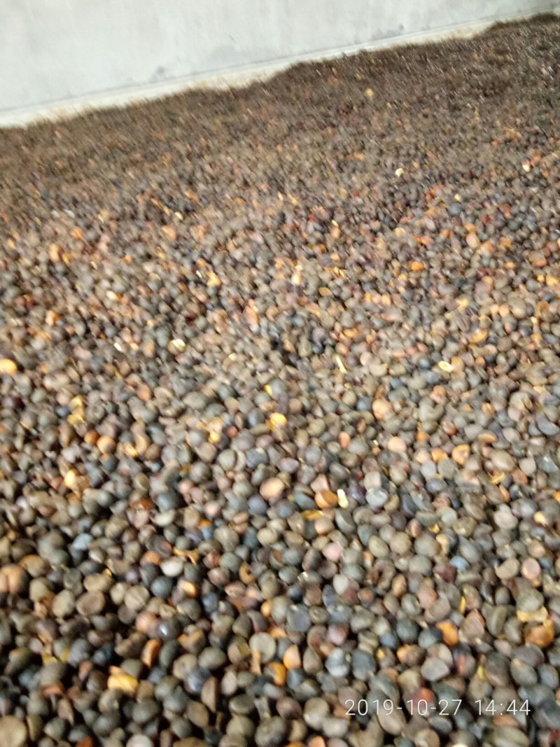 山茶仔