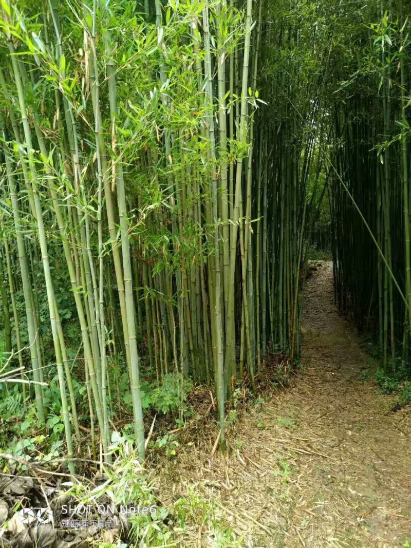 风景竹供应南阳市竹子苗直销基地