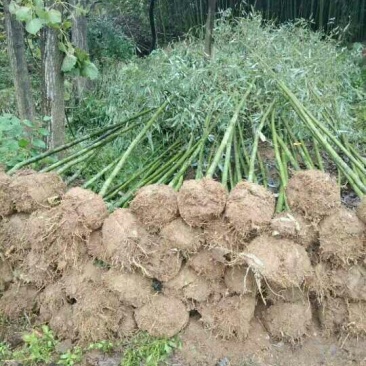 风景竹供应南阳市竹子苗直销基地