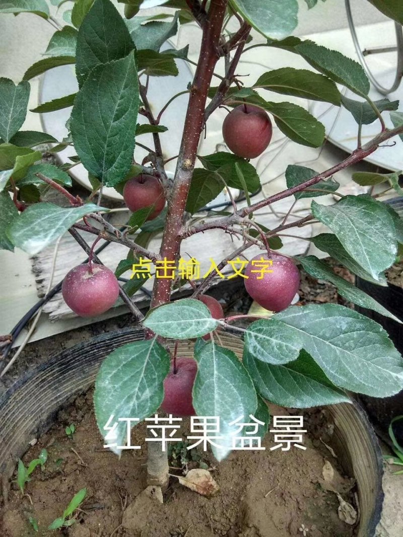 山东红色之爱苹果树苗新品种红肉苹果苗烟福8苹果树苗