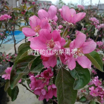 山东红色之爱苹果树苗新品种红肉苹果苗烟福8苹果树苗