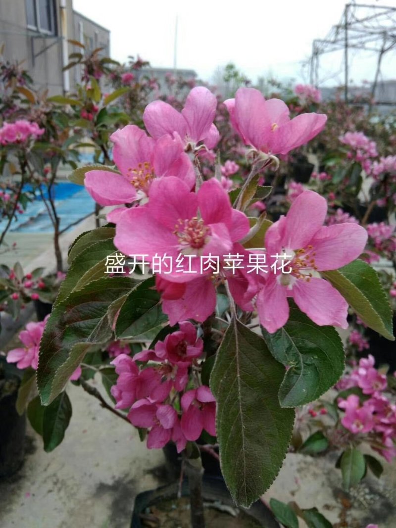 山东红色之爱苹果树苗新品种红肉苹果苗烟福8苹果树苗