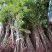 四川红油香椿苗。