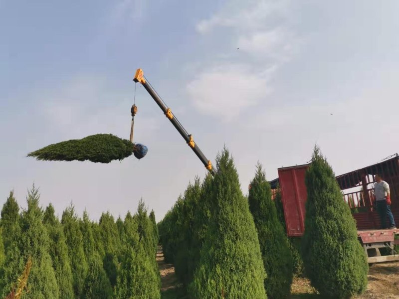 柏树桧柏，侩柏，刺柏，望都塔桧，塔侩，塔快，快柏，圆柏