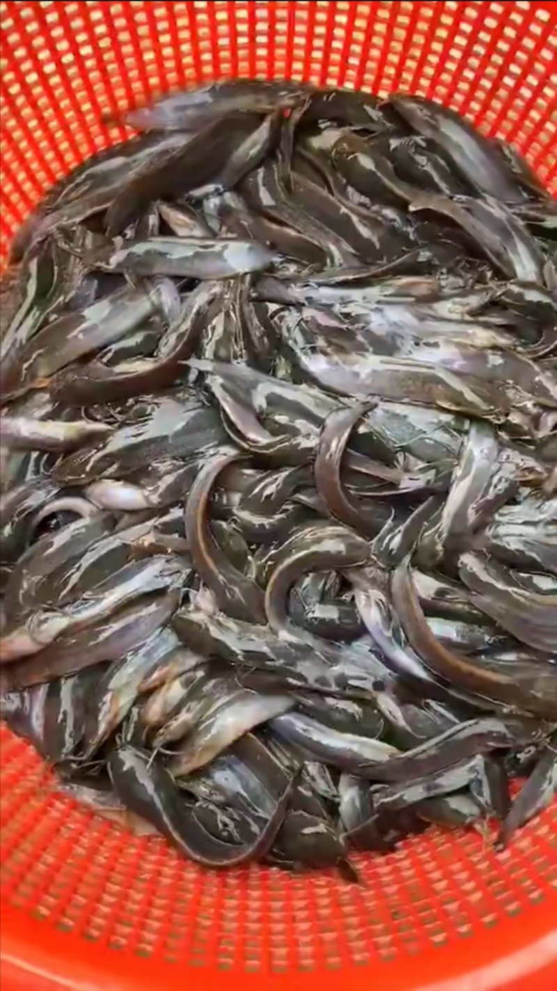 塘角鱼鱼苗三黄快大苗胡子鲶鱼苗支持全国快递空运