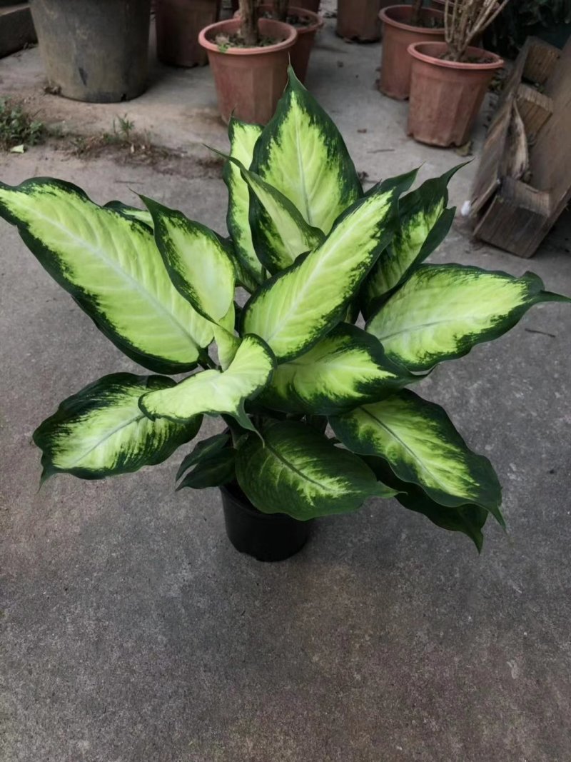 万年青