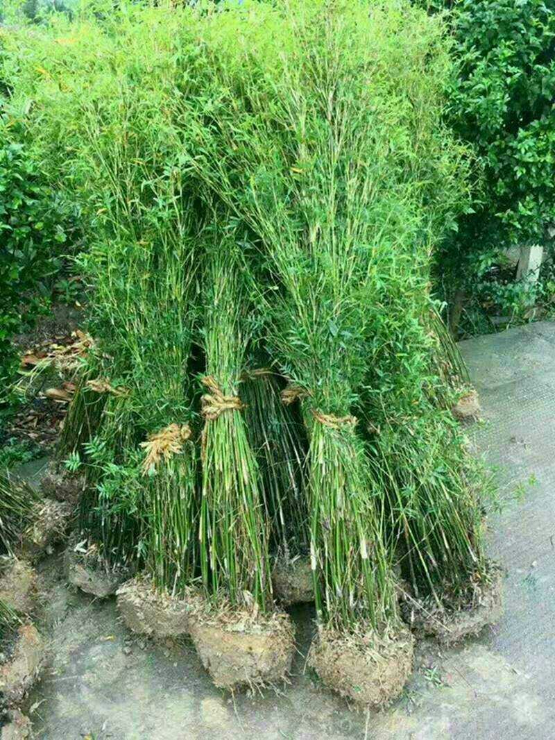四季竹苗刚竹早园竹