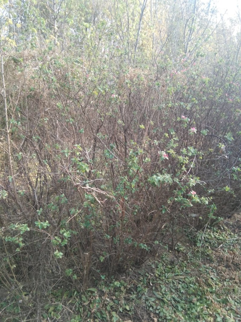 风景树出售