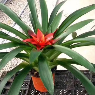 小红星凤梨
