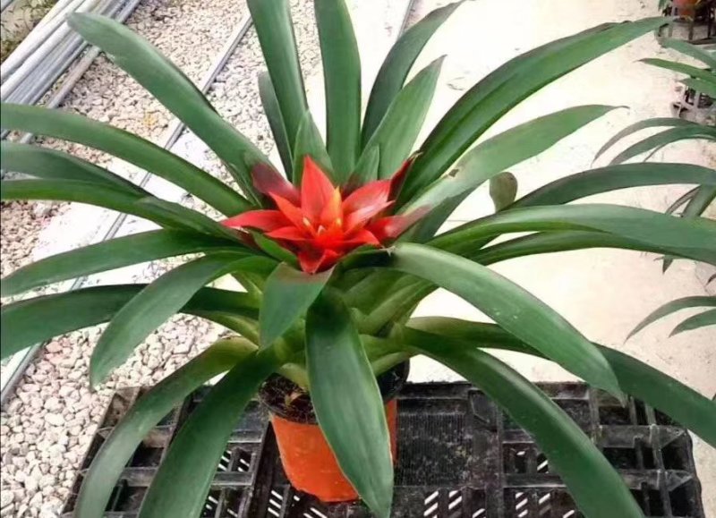 小红星凤梨