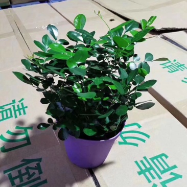 九里香