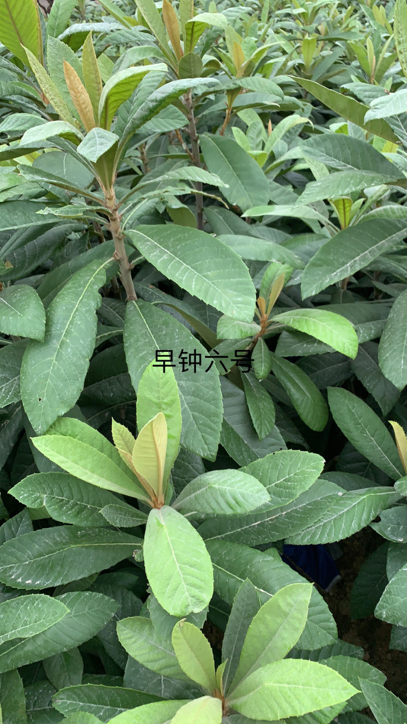 当年早钟六号嫁接苗出售
