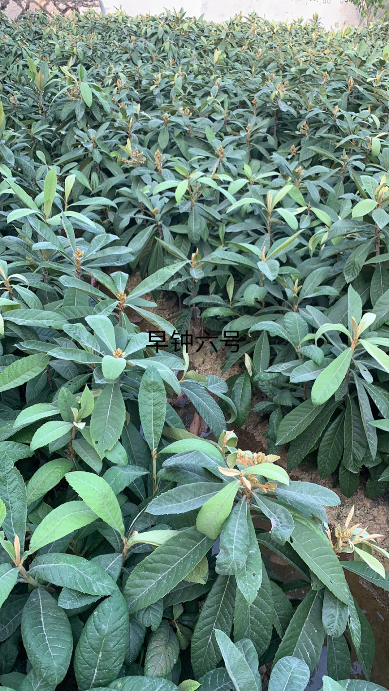 当年早钟六号嫁接苗出售