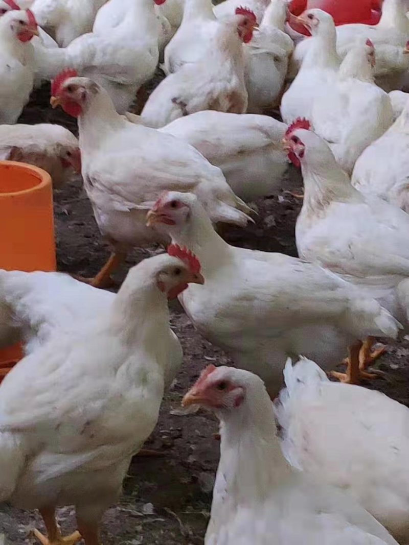 白鸡白羽肉鸡苗817鸡苗白肉鸡白鸡苗直销质量好长速快