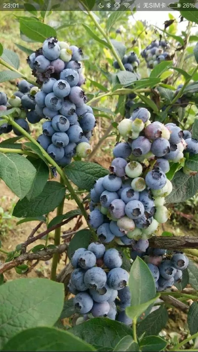 三年蓝莓苗杜克蓝莓树苗薄雾蓝莓苗奥尼尔蓝莓树苗