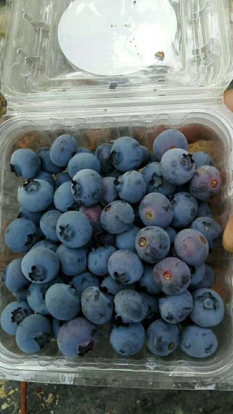 三年蓝莓苗杜克蓝莓树苗薄雾蓝莓苗奥尼尔蓝莓树苗
