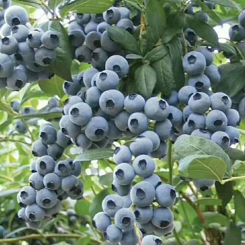 三年蓝莓苗杜克蓝莓树苗薄雾蓝莓苗奥尼尔蓝莓树苗