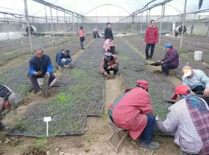 三年蓝莓苗杜克蓝莓树苗薄雾蓝莓苗奥尼尔蓝莓树苗