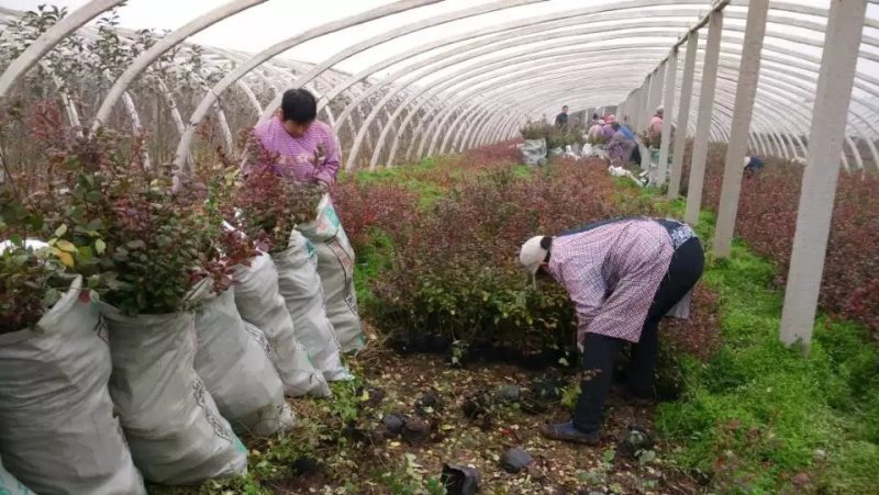 三年蓝莓苗杜克蓝莓树苗薄雾蓝莓苗奥尼尔蓝莓树苗