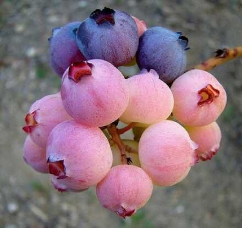 三年蓝莓苗杜克蓝莓树苗薄雾蓝莓苗奥尼尔蓝莓树苗