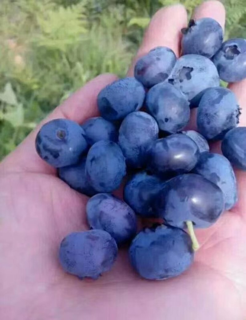 三年蓝莓苗杜克蓝莓树苗薄雾蓝莓苗奥尼尔蓝莓树苗