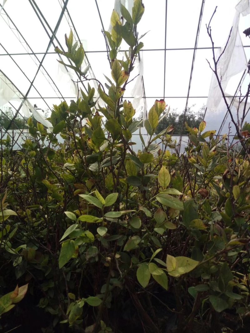 三年蓝莓苗杜克蓝莓树苗薄雾蓝莓苗奥尼尔蓝莓树苗