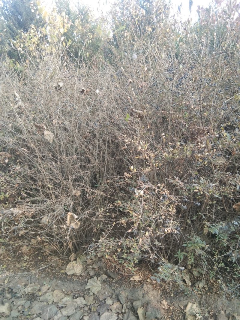 水蜡球