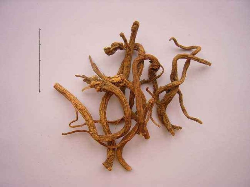 柴胡出售