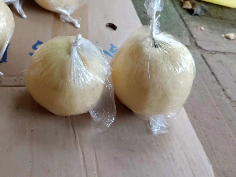 酥梨