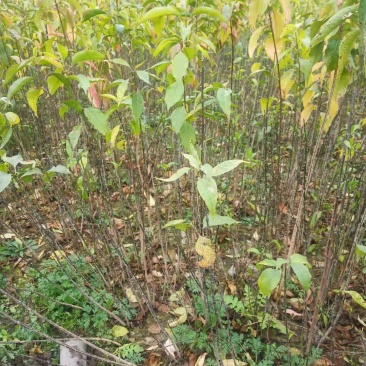 卫矛小苗丝棉木保证苗木成活率质量保证现货