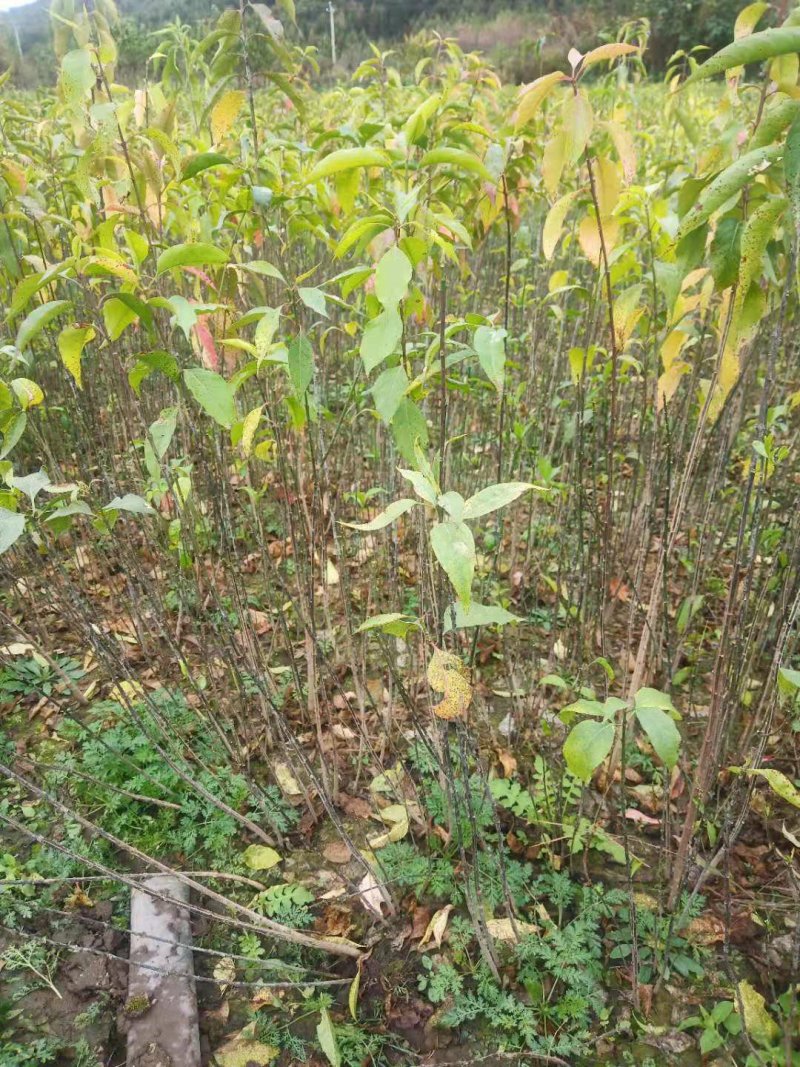 卫矛小苗丝棉木保证苗木成活率质量保证现货