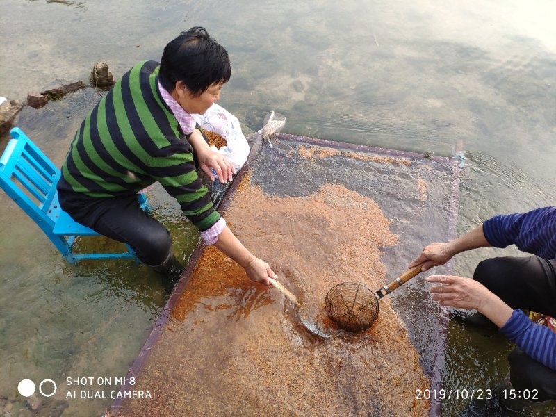 甜茶种子苹果种子嫁接苹果苗砧木种子山丁子种子海棠种子