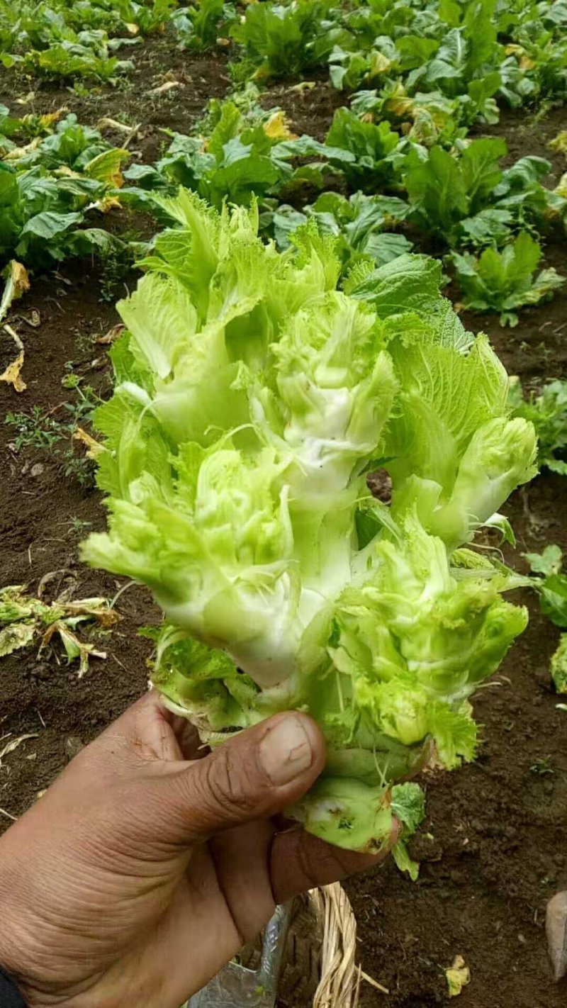 儿菜