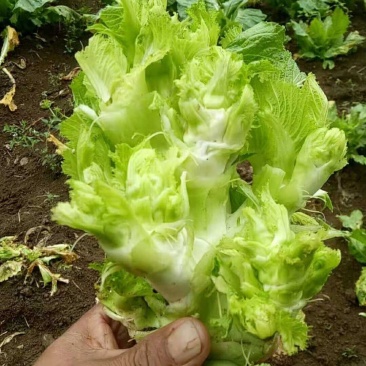 儿菜