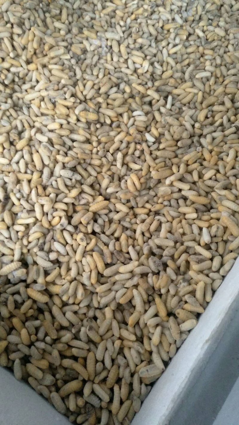 树蜂3级精品蜂蛹熟冻生冻都有货，货源充足电联采购