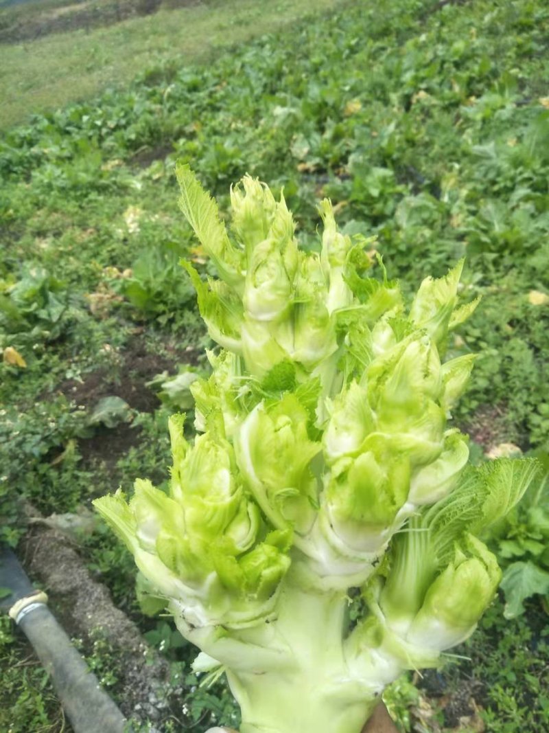 儿菜