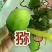 红阳猕猴桃树苗，软枣猕猴桃苗，黄金猕猴桃树苗