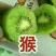 红阳猕猴桃树苗，软枣猕猴桃苗，黄金猕猴桃树苗