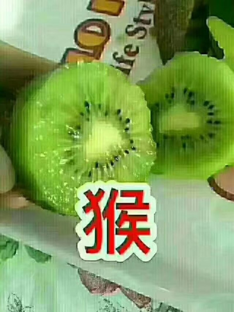 红阳猕猴桃树苗，软枣猕猴桃苗，黄金猕猴桃树苗