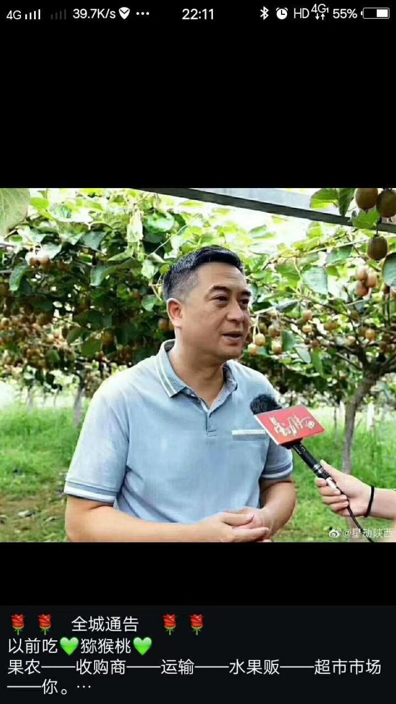 红阳猕猴桃树苗，软枣猕猴桃苗，黄金猕猴桃树苗