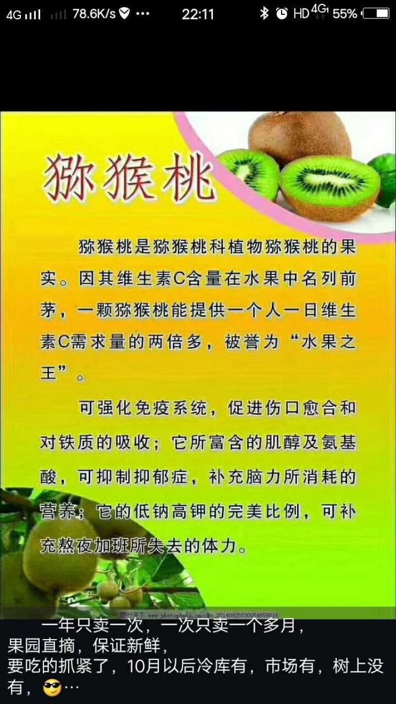 红阳猕猴桃树苗，软枣猕猴桃苗，黄金猕猴桃树苗