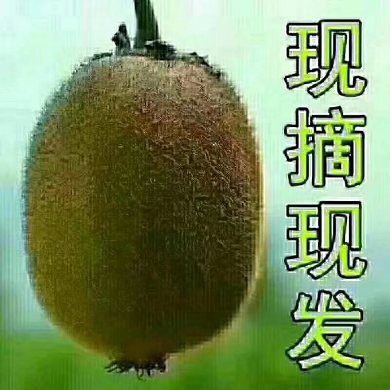 红阳猕猴桃树苗，软枣猕猴桃苗，黄金猕猴桃树苗