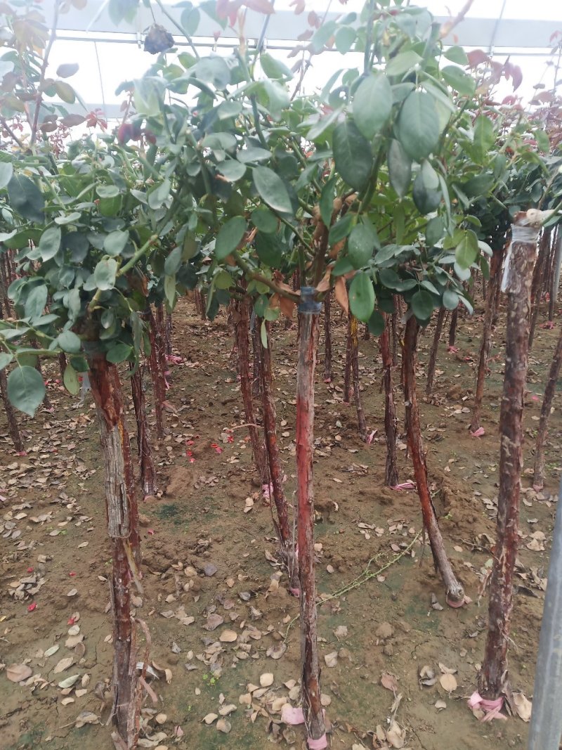 树桩月季
